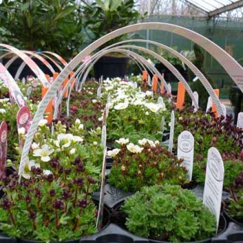 Alpine Saxifraga Rockery Plants Special 6 Pack Collection | ScotPlants Direct